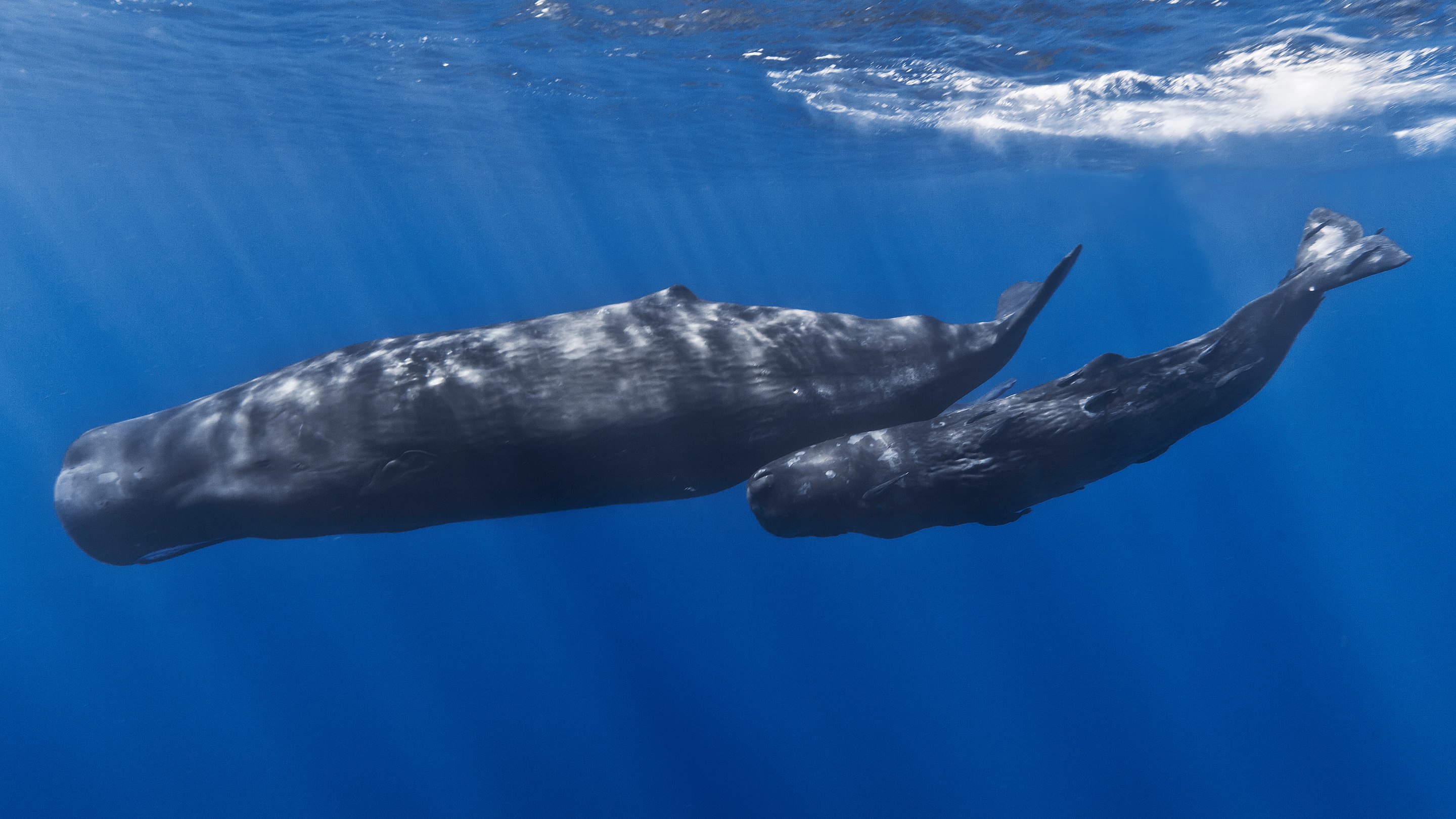 Do You Speak “Whale”? How Whales Talk and Develop Dialects
