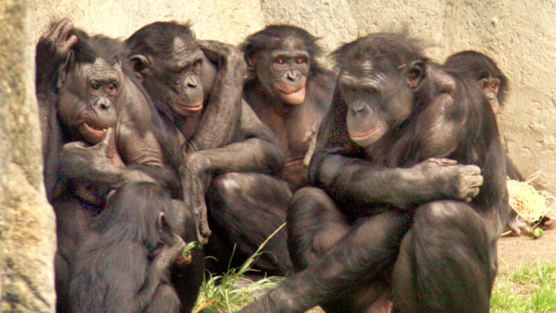 Can Other Primates Learn Human Languages?