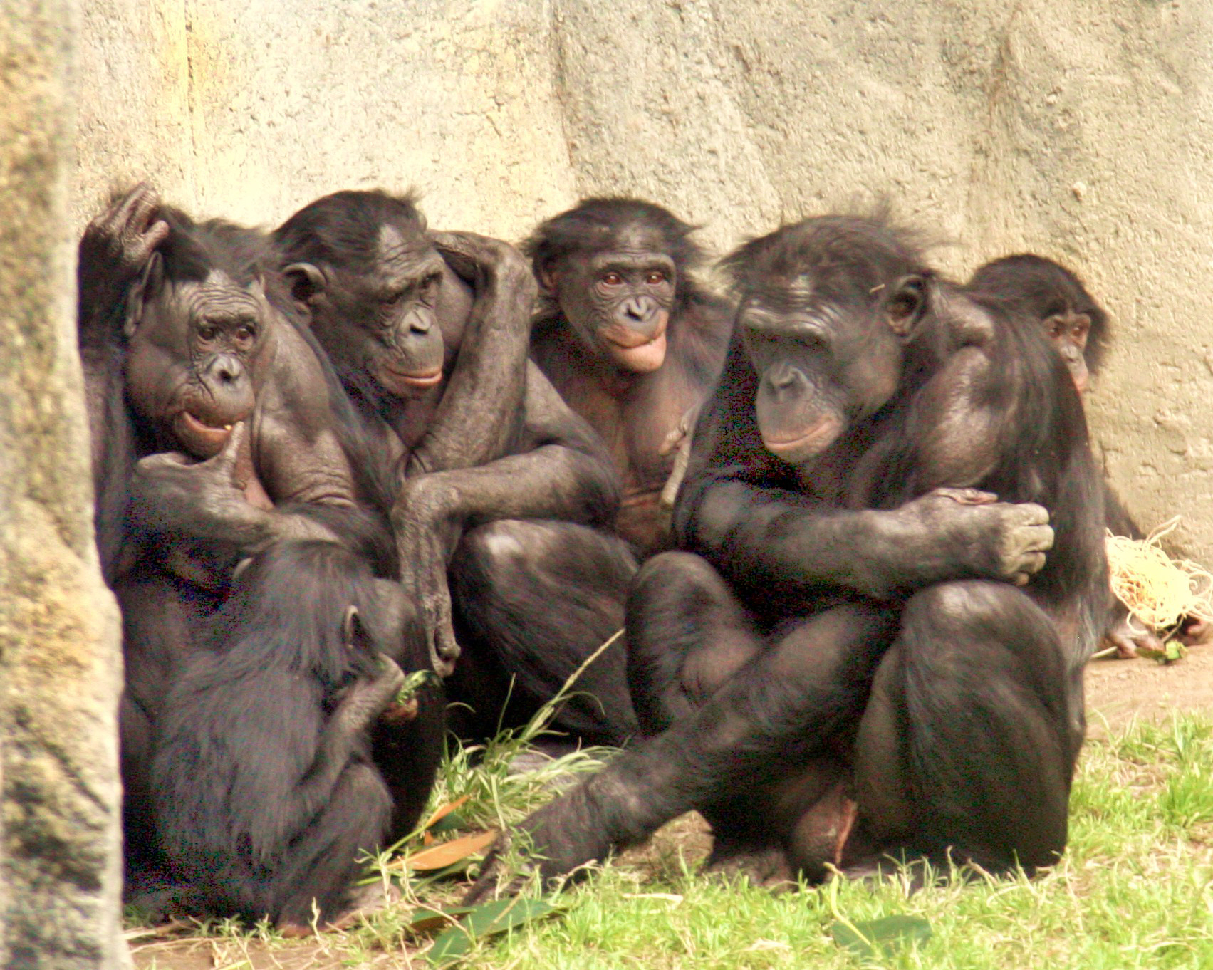 Can Other Primates Learn Human Languages?